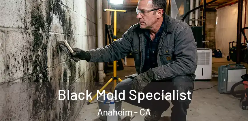  Black Mold Specialist Anaheim - CA