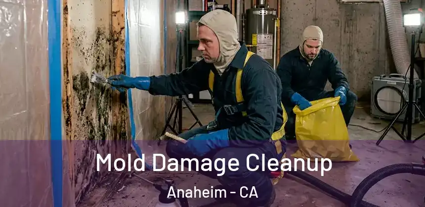  Mold Damage Cleanup Anaheim - CA